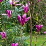 How to grow and propagate magnolia from cuttings