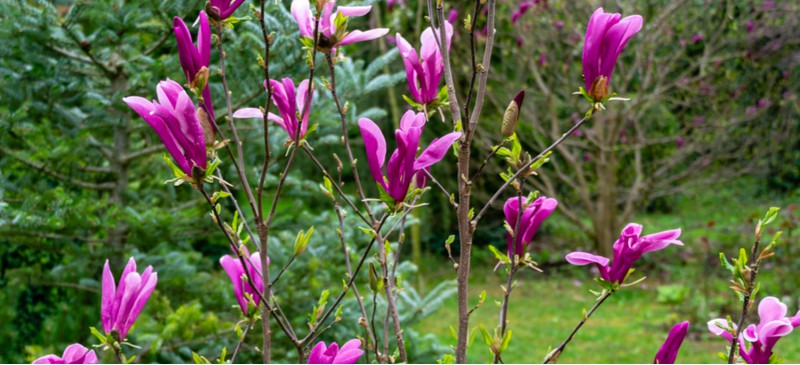 How to grow and propagate magnolia from cuttings