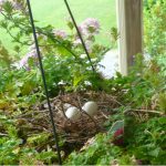 How to keep birds out of hanging baskets