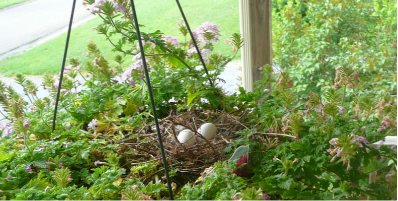 How to keep birds out of hanging baskets