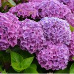 In this guide, we look at how to keep hydrangea upright and stop them from flopping over. This is a common problem, especially on young plants with larger flowers.