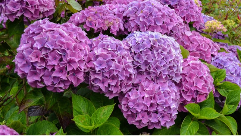 In this guide, we look at how to keep hydrangea upright and stop them from flopping over. This is a common problem, especially on young plants with larger flowers.