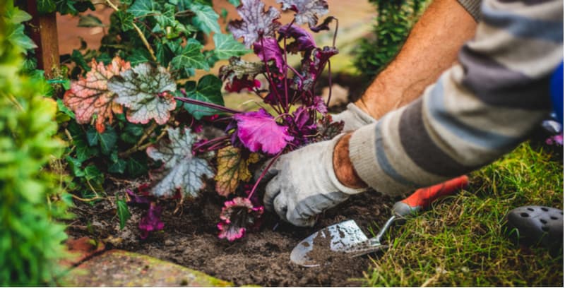 Easy to follow guide on how to propagate heuchera by division, by taking cutting and sowing seed. Learn more about propagating coral bells now step by step