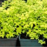 In this guide, we look at How to propagate spirea bushes by taking cuttings including softwood cutting, hardwood cutting and ground layering. Read our guide now