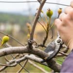 Pear trees should be pruned once they have dropped all there leaves for winter, never prune more than 20% and stagger pruning. Learn about pruning pears trees.