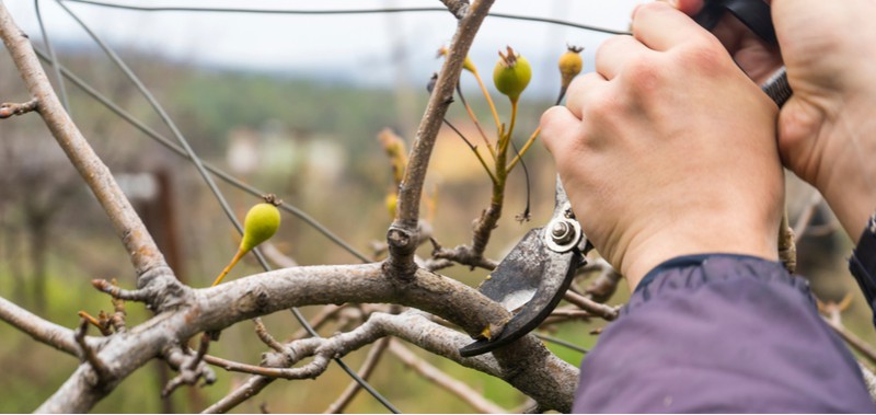 Pear trees should be pruned once they have dropped all there leaves for winter, never prune more than 20% and stagger pruning. Learn about pruning pears trees.