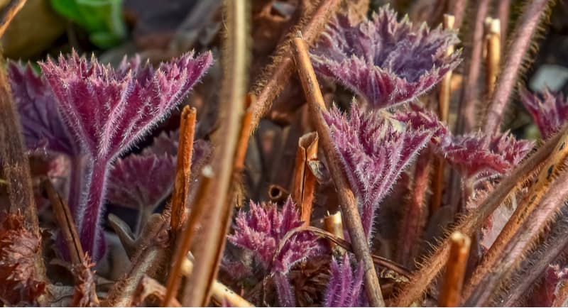 Heuchera can benefit greatly from a good trimming but we often get asked how to prune Heuchera also known as coral bells. Read our guide on spring pruning.