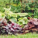 in this guide, we look at how to take Heuchera cuttings also known as coral bells. Its an easy process and is usually fairly successful if done correctly.