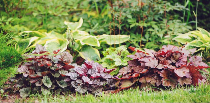 in this guide, we look at how to take Heuchera cuttings also known as coral bells. Its an easy process and is usually fairly successful if done correctly.