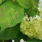 Hydrangea is generally problem-free but there are some Hydrangea leaf problems such as curling leaves, black spot, turning brown before falling. Learn more now