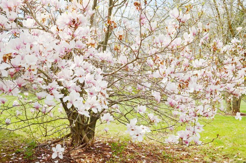 Magnolia in flower