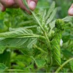 Caterpillars can be a big pest especially for fruit and vegetables so in this guide we look at 10 organic ways to stop caterpillars eating your plants.
