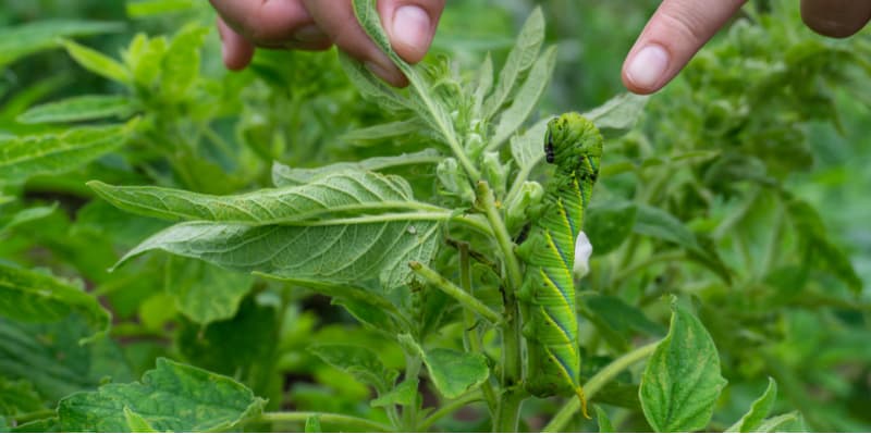 Caterpillars can be a big pest especially for fruit and vegetables so in this guide we look at 10 organic ways to stop caterpillars eating your plants.