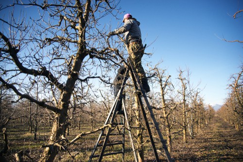 Pruning pear trees