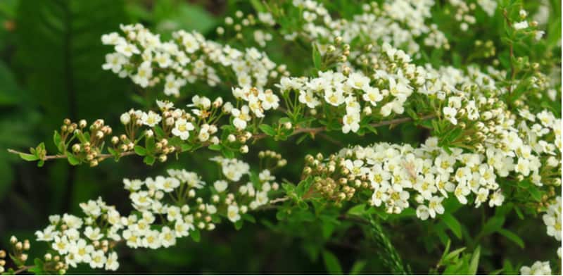 Reasons why your spirea might not flower