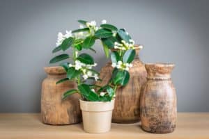 Stephanotis floribunda