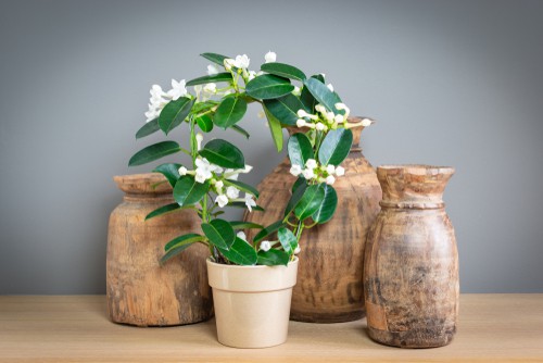 Stephanotis floribunda