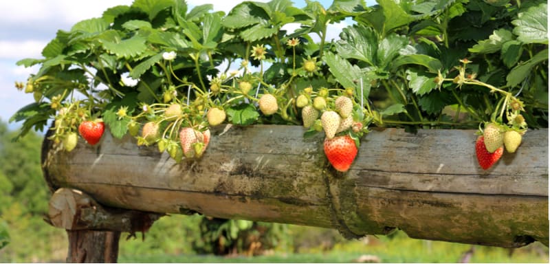 Growing strawberries is very rewarding so in this guide, we explain what to do with strawberry plants after fruiting. Remove dead leaves, remove runners and more