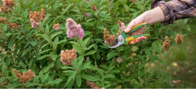 When and how to prune Spirea