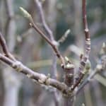 Magnolia trees do not need pruning yearly like some other plants do but they can benefit from a pruning if done at the correct time and for the right reasons.
