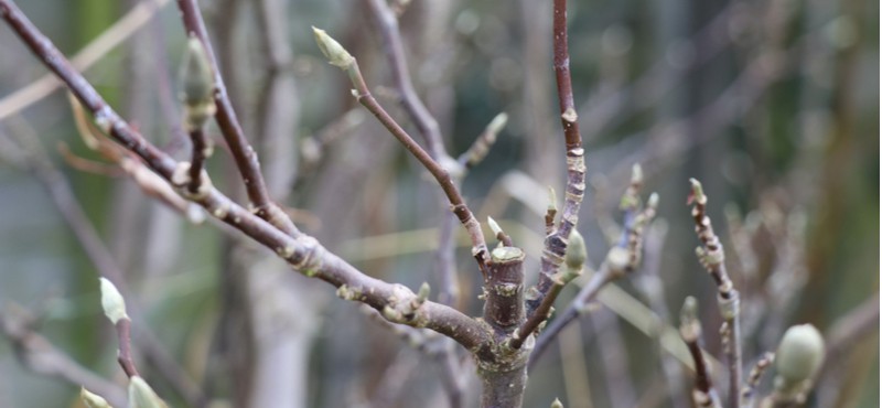 Magnolia trees do not need pruning yearly like some other plants do but they can benefit from a pruning if done at the correct time and for the right reasons.