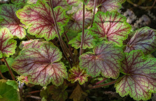 when to divide heuchera