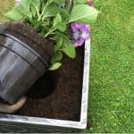 When to use ericaceous compost on hydrangeas