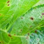 There are many reasons why are my Hydrangea leaves might be curling with not getting enough water being the main reasons along with aphids and some diseases.