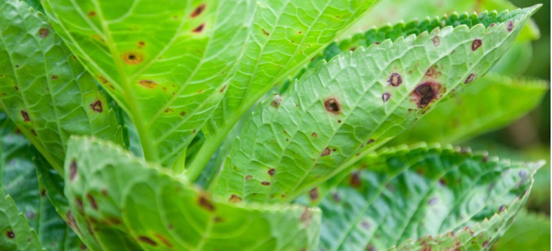 There are many reasons why are my Hydrangea leaves might be curling with not getting enough water being the main reasons along with aphids and some diseases.