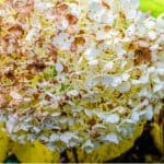 In this article, we look at a common problem. Why are my hydrangea leaves turning yellow? There are a few causes but all have solutions so keep reading