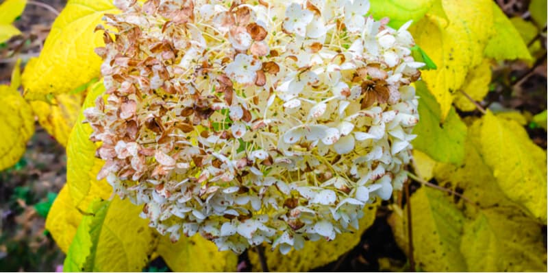 Hydrangea Leaves Turning Yellow