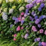 We often get asked Why is my hydrangea not flowering? Most of the time it's incorrect pruning that is likely cause but there are a few other reasons too.