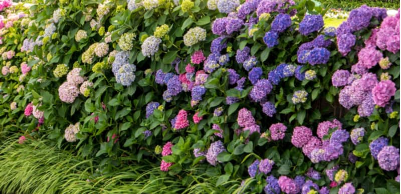 We often get asked Why is my hydrangea not flowering? Most of the time it's incorrect pruning that is likely cause but there are a few other reasons too.