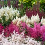 Astilbe propagation