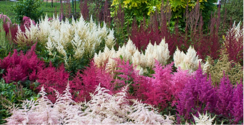 Astilbe propagation