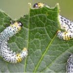 Berberis don't have many pests that strip the leaves but Berberis Sawfly can. in this guide, we explain what's eating your berberis leaves and how to treat it.