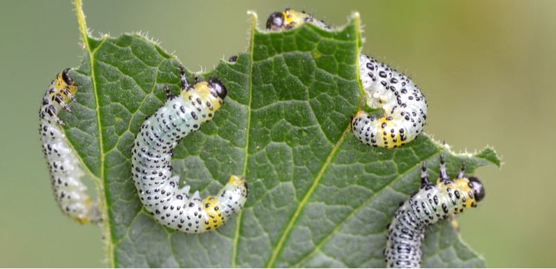 Berberis don't have many pests that strip the leaves but Berberis Sawfly can. in this guide, we explain what's eating your berberis leaves and how to treat it.