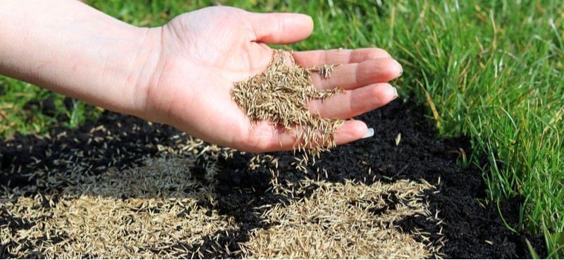 With so many types of grass seed, it can be difficult to choose the right one. Read our buyers guide and see our top 8 picks of the best grass seed. Read reviews