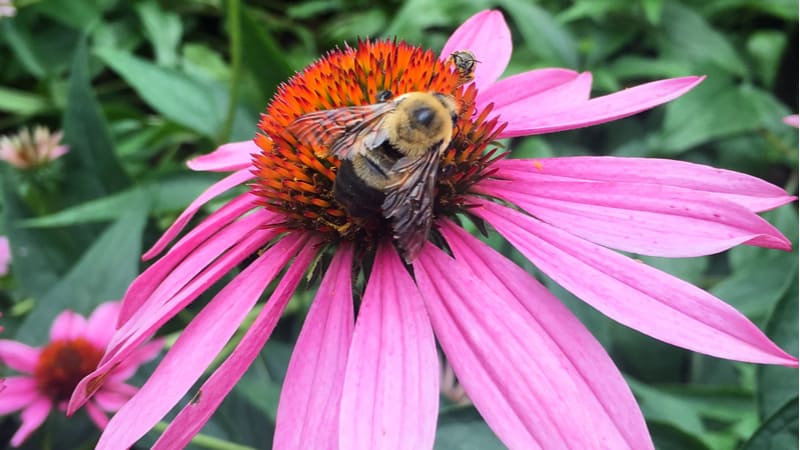 Bees are in decline in the Uk so in this guide, we look at 12 of the best perennials for bees that provide colour and pollen and nectar year after year.