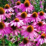 Clay soil can be difficult to grow plants so its always worth trying to improve the soil. However, we have created a list of the best perennials for clay soil.
