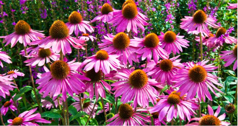 Clay soil can be difficult to grow plants so its always worth trying to improve the soil. However, we have created a list of the best perennials for clay soil.