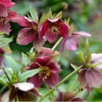 Shady areas of the garden can be difficult to find perennials that grow well so in this guide we recommend 12 of the best perennials for shade to offer much-needed colour