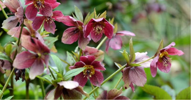 Shady areas of the garden can be difficult to find perennials that grow well so in this guide we recommend 12 of the best perennials for shade to offer much-needed colour