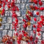 North facing walls can be difficult to find climbers to plant against so in this guide we share 12 climbers for north facing walls that will thrive and spread.