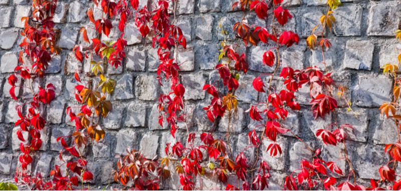North facing walls can be difficult to find climbers to plant against so in this guide we share 12 climbers for north facing walls that will thrive and spread.