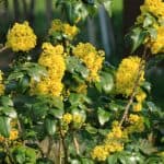 Common Mahonia pests and diseases