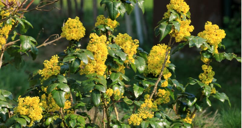 Common Mahonia pests and diseases