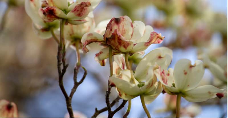 Cornus is generally problem-free but there are a few Cornus pests and diseases to look for including Dogwood anthracnose to scale insects. Learn more now