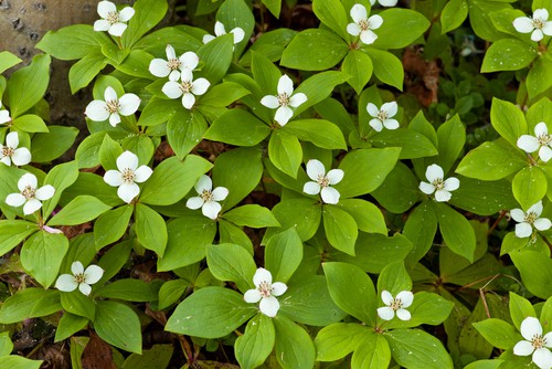 Cornus canadensis