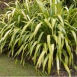 Phormiums can get really large but one way to control the size and propagating them in by division. Learn how to divide New Zealand Flax plants now